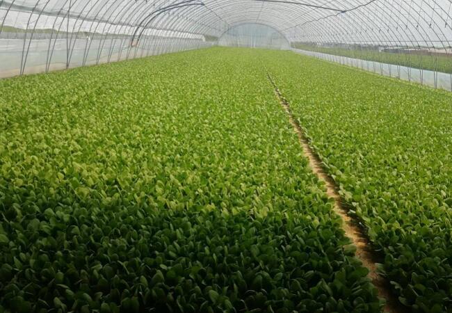 菠菜種植基地